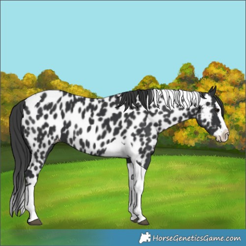 Horse Color:Black Splash Tobiano Appaloosa 