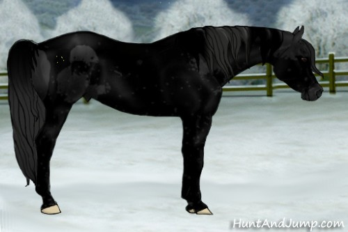 Horse Color:Gray Void Black Splash Tobiano 