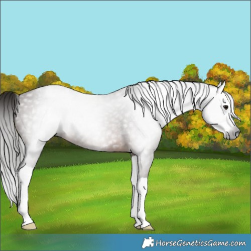Horse Color:Gray Bay Splash 