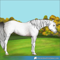 Horse Color:Gray Bay Splash 