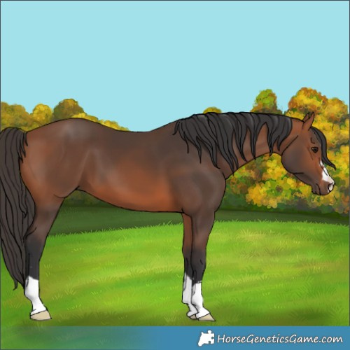 Horse Color:Bay 