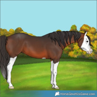 Horse Color:Brown Splash