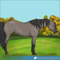Horse Color:Grullo 