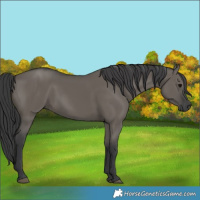Horse Color:Grullo 