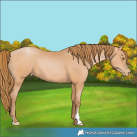 Horse Color:Bay Pearl
