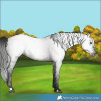 Horse Color:Gray Grullo