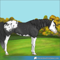 Horse Color:Black Splash Appaloosa 