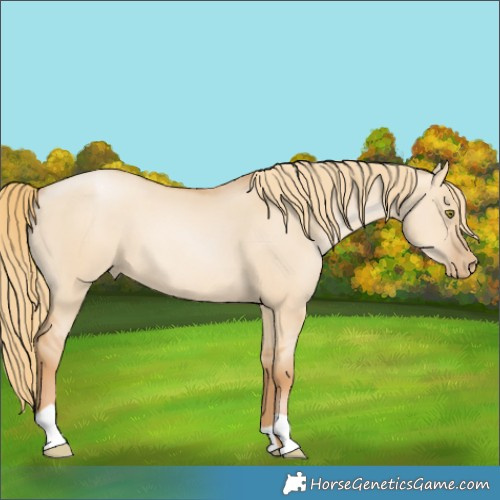 Horse Color:Red Dun Pearl