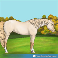 Horse Color:Red Dun Pearl 