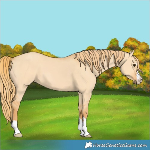 Horse Color:Red Dun 