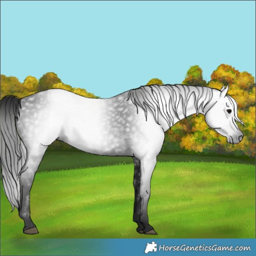 Horse Color:Gray Black 
