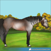 Horse Color:Gray Bay 
