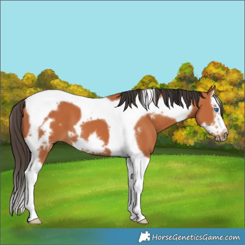 Horse Color:Bay Splash Tobiano Frame 