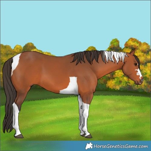 Horse Color:Bay Tobiano 