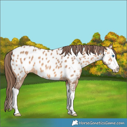 Horse Color:Bay Dun Splash Appaloosa 