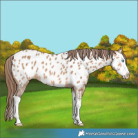 Horse Color:Bay Dun Splash Appaloosa 