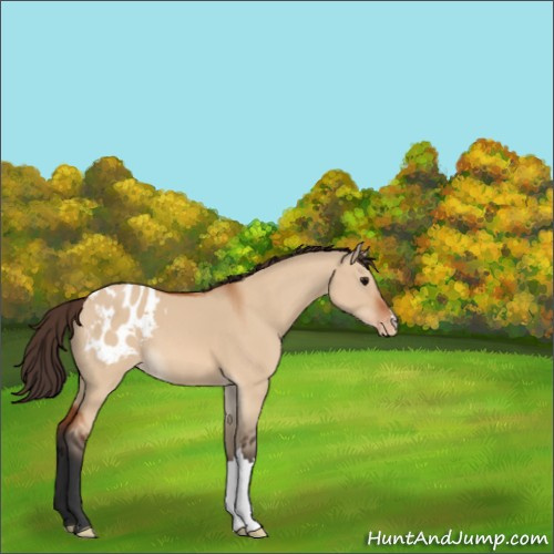 Horse Color:Bay Dun Appaloosa 