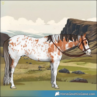 Horse Color:White Spotted Bay Appaloosa