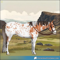 Horse Color:White Spotted Bay Appaloosa 