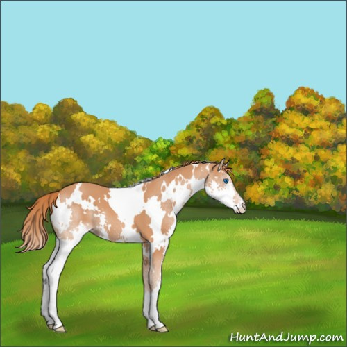 Horse Color:White Spotted Chestnut Splash 