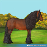 Horse Color:Bay 