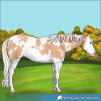 Horse Color:White Spotted Gold Champagne Splash 