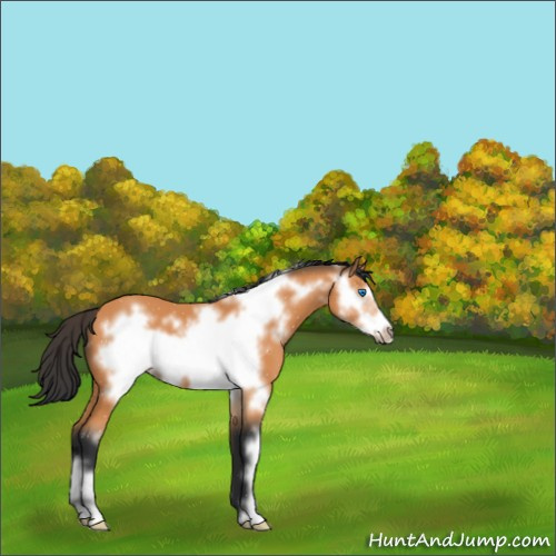 Horse Color:Bay Frame 