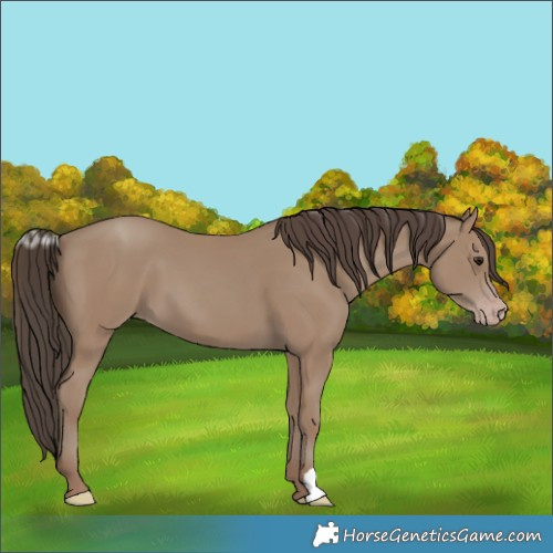 Horse Color:Classic Champagne 