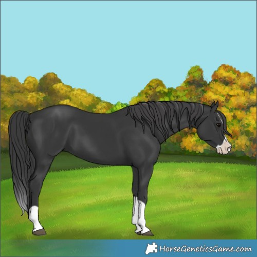 Horse Color:Black Splash 