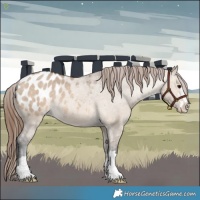 Horse Color:Bay Dun Appaloosa