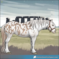 Horse Color:Bay Dun Appaloosa 