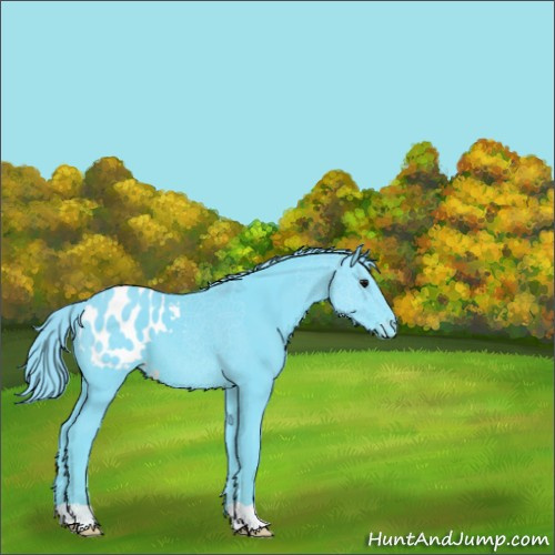 Horse Color:Watercolor Smoky Black Appaloosa 