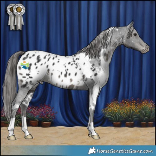 Horse Color:White Spotted Black Appaloosa 