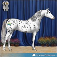 Horse Color:White Spotted Black Blanket 
