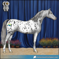 Horse Color:White Spotted Black Appaloosa