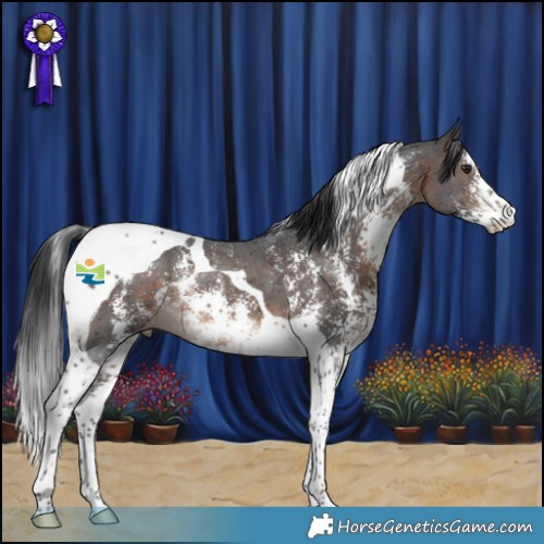 Horse Color:Brown Sabino Tobiano 