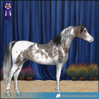 Horse Color:Brown Sabino Tobiano 