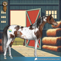 Horse Color:White Spotted Brown Tobiano