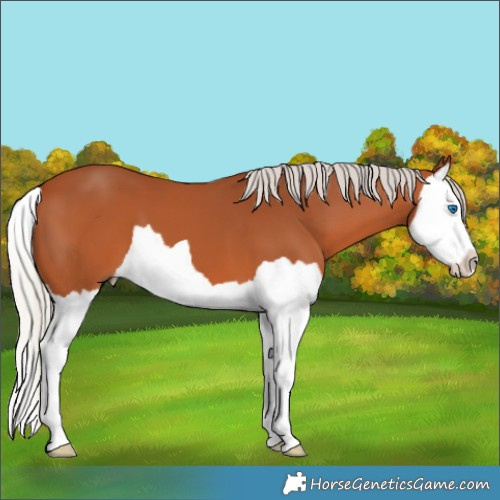 Horse Color:Silver Bay Splash 