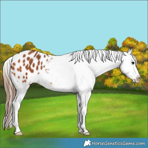 Horse Color:Bay Appaloosa 
