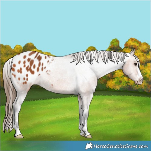 Horse Color:Bay Appaloosa 