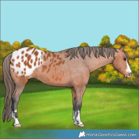 Horse Color:Bay Appaloosa 