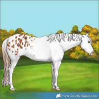 Horse Color:Bay Varnish 