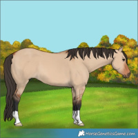 Horse Color:Bay Dun