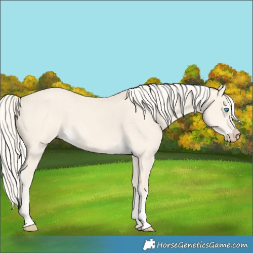 Horse Color:Cremello Dun 