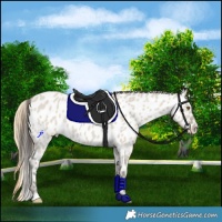 Horse Color:Classic Cream Champagne Dun Near Leopard 
