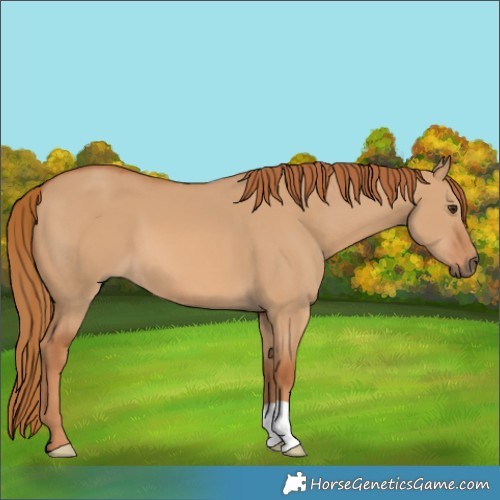 Horse Color:Red Dun 