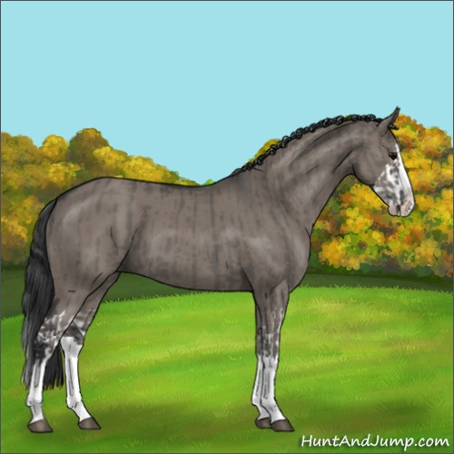 Horse Color:Grullo Sabino Splash and Grullo Sabino Splash