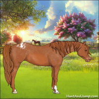 Horse Color:Chestnut Appaloosa 