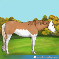 Horse Color:Chestnut Splash 